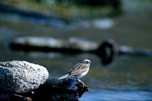 A Reed Bunting perched on driftwood