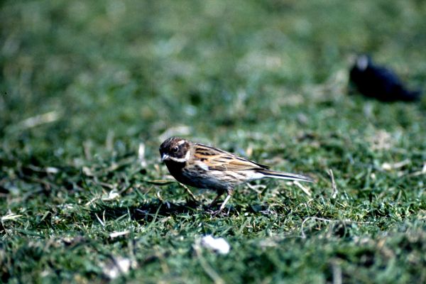 A Reed Bunting looks for food