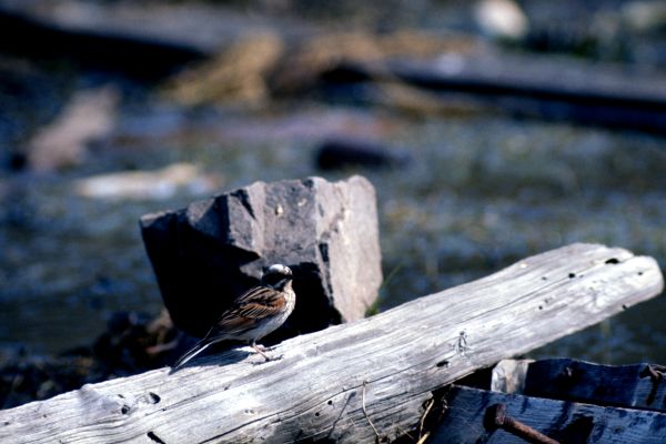 A Reed Bunting keeps an eye on things