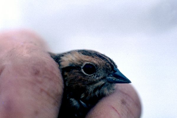 A Little Bunting held to the camera