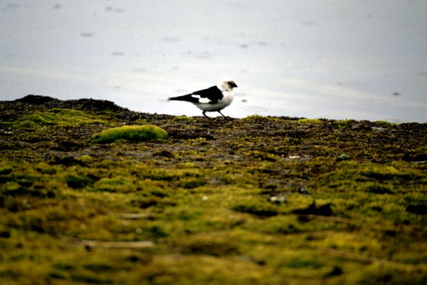 A Snow Bunting in full breeding plumage