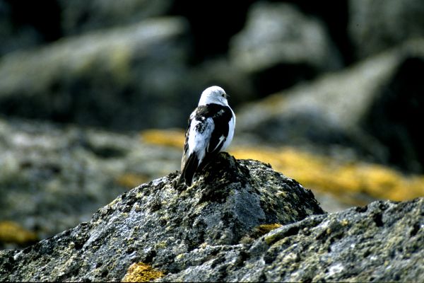 A Snow Bunting on Ronas Hill.