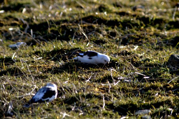  Snow Buntings