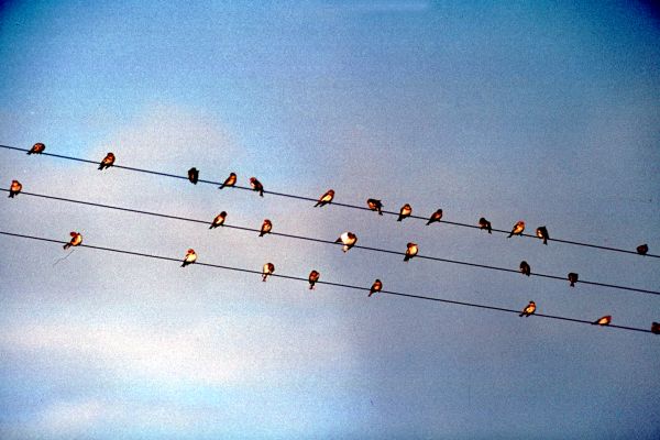 A flock of Snow Buntings on power lines