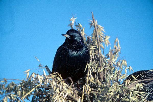 A Starling perches on oats