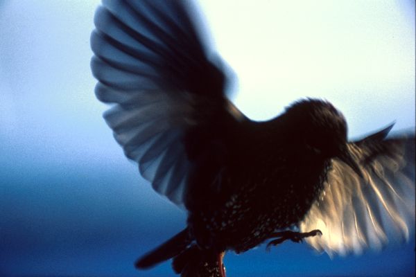 A Starling landing