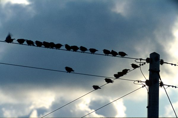 Starlings on power lines