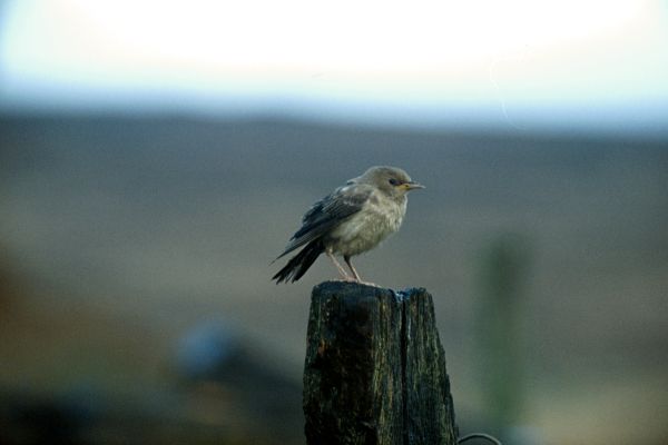 A Rose-coloured Starling on a fencepost