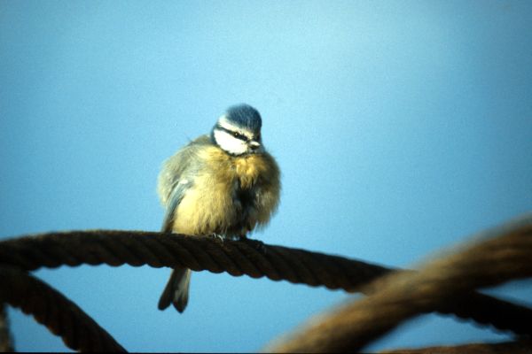  Blue Tit on wire hawser