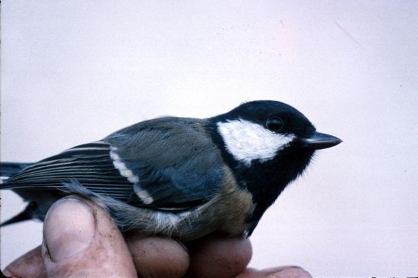 A Coal Tit in profile