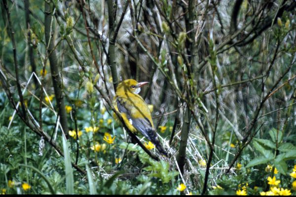 A Golden Oriole rests among the trees