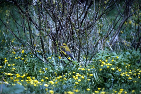 A Golden Oriole among the trees