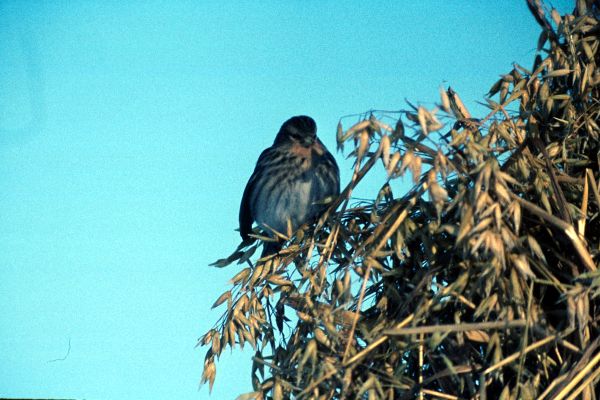 A Twite feeds on a sheaf of oats