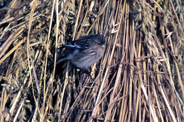  Twite on a 'stook'of oats