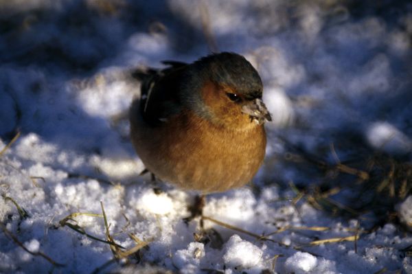 A Snowy day for a Chaffinch