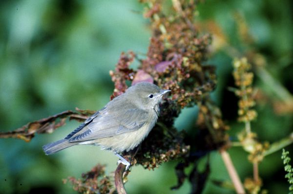 A Garden Warbler