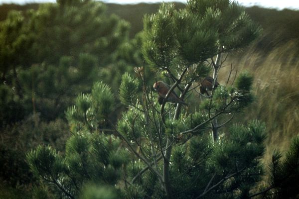 Parrot Crossbills