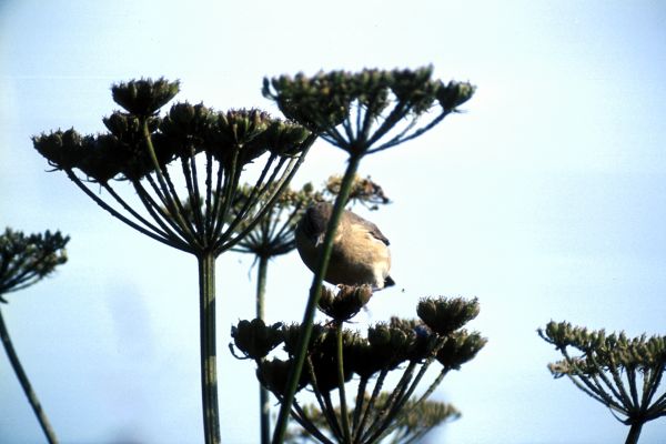 Blackcap feeds on wild angelica