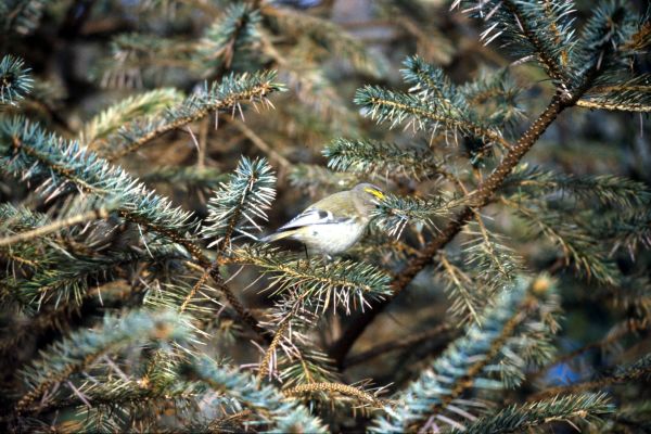  Goldcrest photographed at Kergord