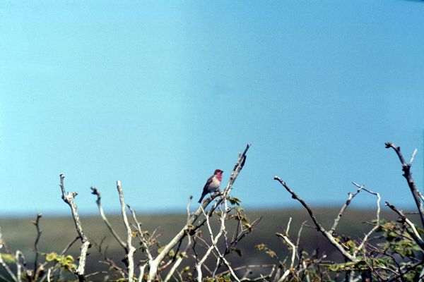 A Common Rosefinch perches on the branches