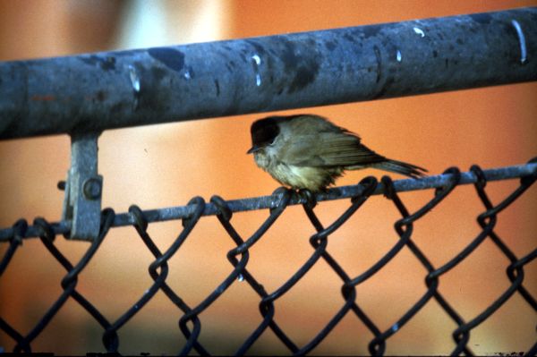 A Blackcap perches on a railing