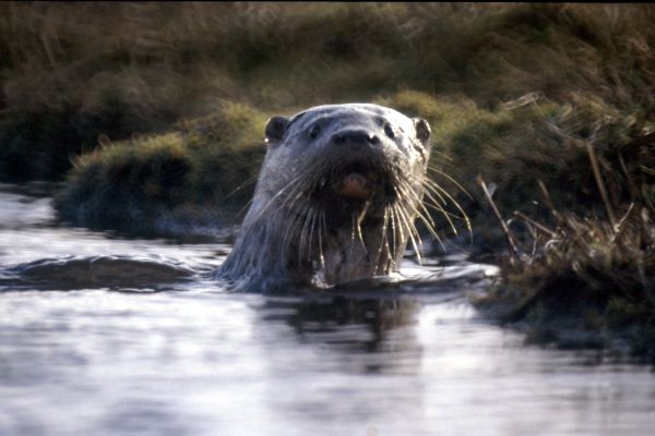 An Otterat Burraness, North Yell