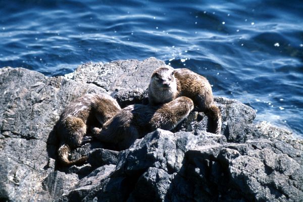 Mother Otter with large cubs