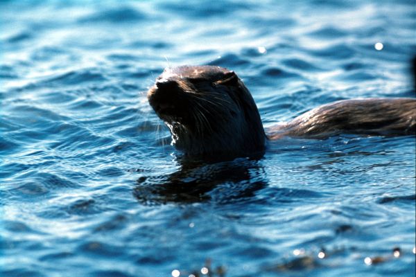 A wary Otter