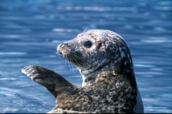 A young seal waves goodbye.