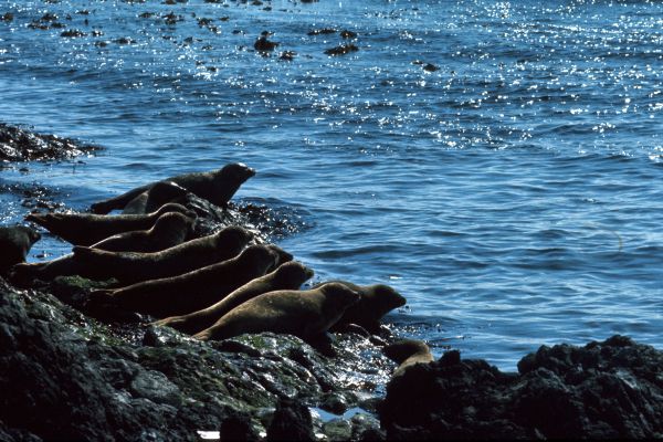 Seals enjopying a lazy summer's day