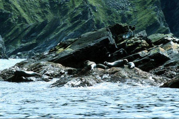 A few Seals rest on a small skerry