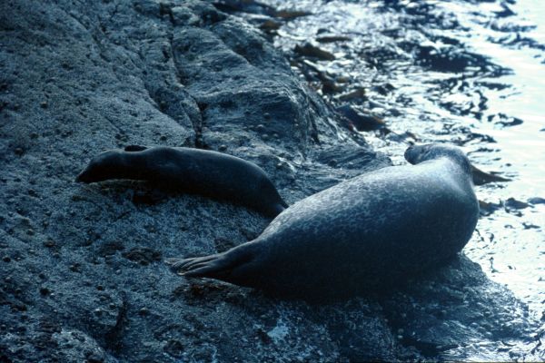 A Common Seal & pup by the water's edge