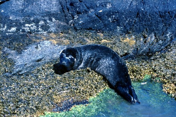 This is Sealie, a hand reared seal about 2 months old.