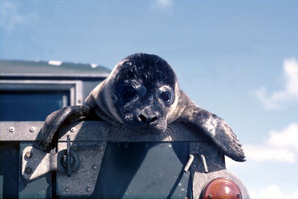 Bobby's tame seal.