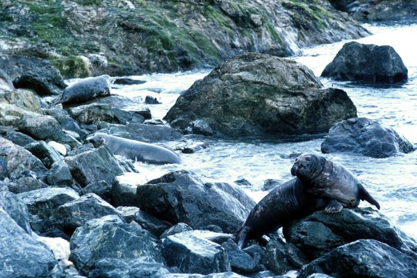 Grey seals at Fetlar