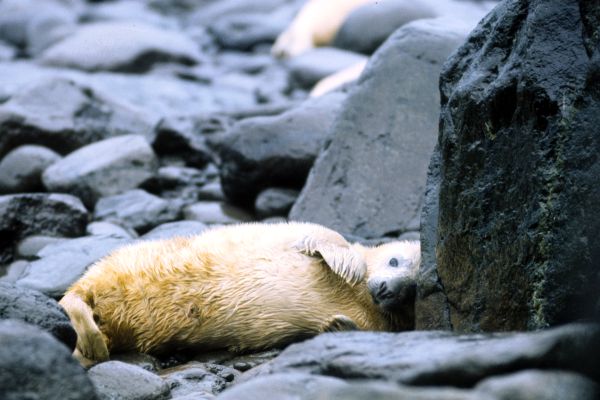 A very young Grey Seal at Fetlar.