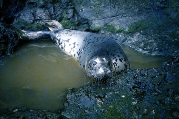 A Juvenile Grey Seal.