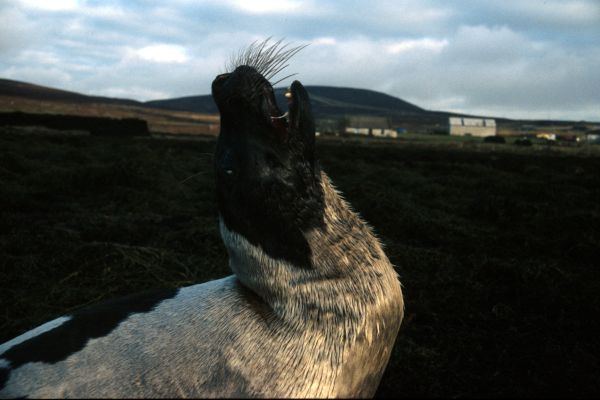 A Harp Seal barking