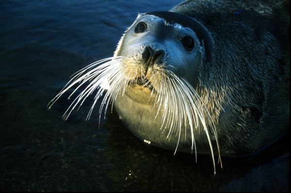 A young Bearded Seal.