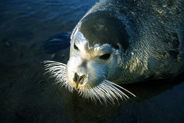 A Bearded Seal shows it's whiskers to the camera