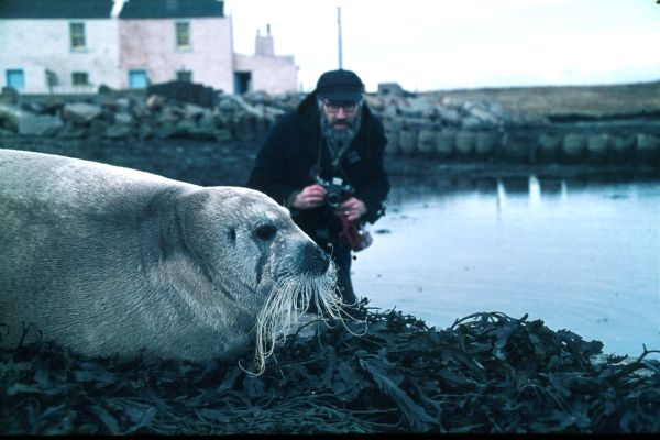 This adult Bearded Seal had many visitors during its short stay.