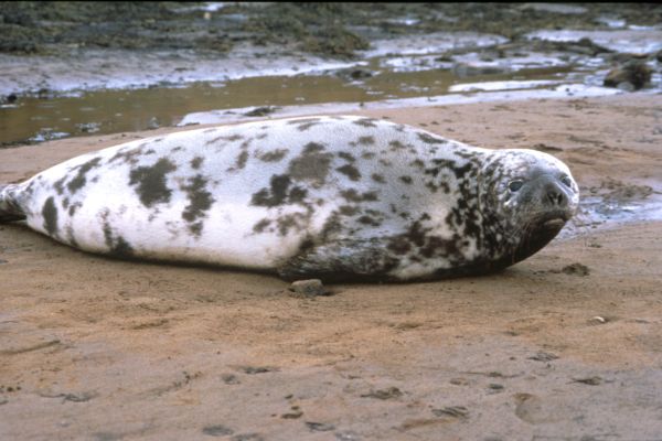  Hooded  Seal.