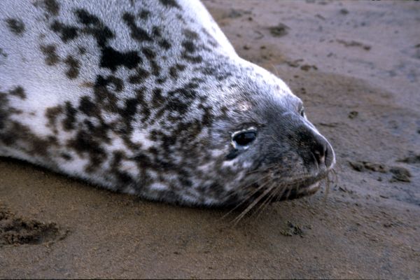  Hooded Seal.