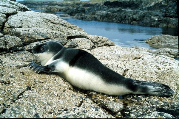 A Hooded Seal pup.