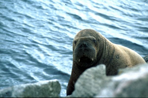 The Walrus peers over the rocks