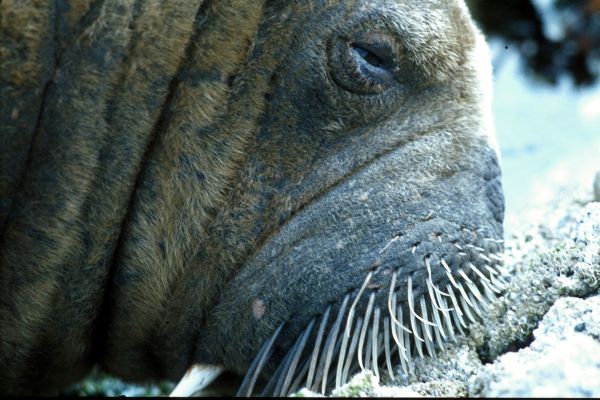 A very close shot of the Walrus