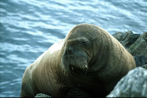 Wally the wandering Walrus.