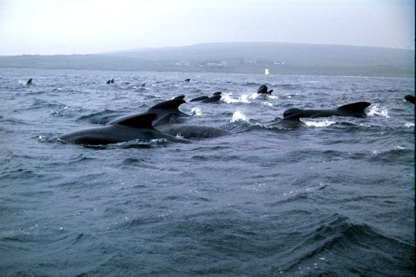 Pilot whales