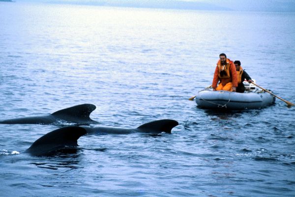 Pilot Whales