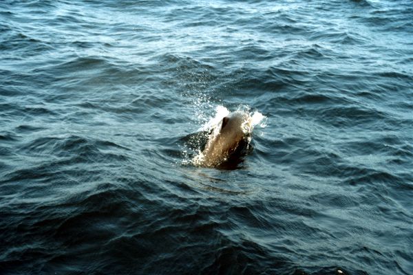 A Porpoise comes up for air